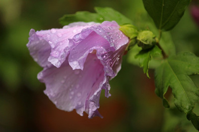 雨后葵或锦葵开花