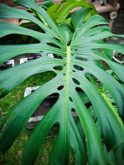 Monstera adansonii