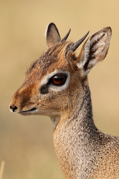 Dikdik，热带草原上最小的羚羊