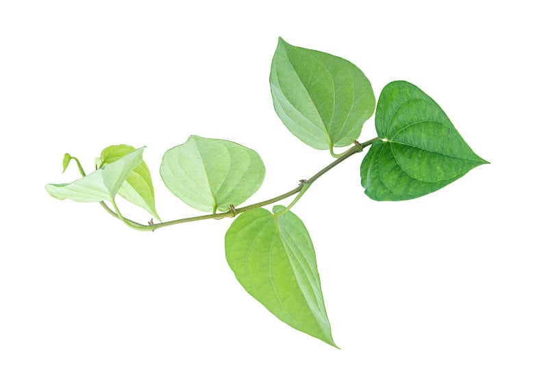 绿色槟榔叶孤立在灰色背景与修剪路径。
