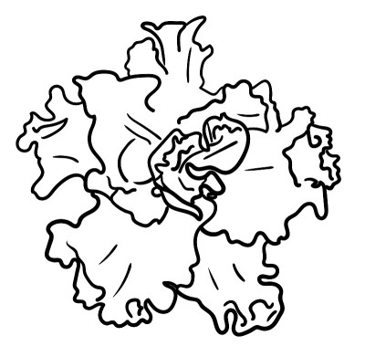 矢量插图，孤立的天鹅绒非洲紫罗兰花在黑色和白色的颜色，轮廓手绘绘图