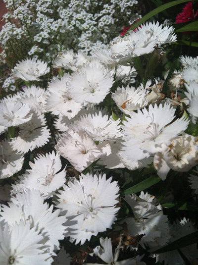 花