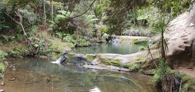 戈尔迪布什步道，Muriwai和亨加地区，奥克兰，新西兰