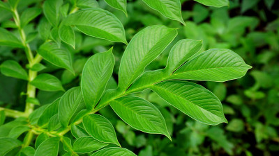 象足山药