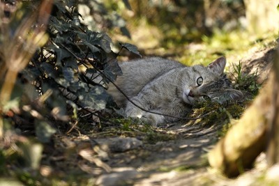 欧洲野猫
