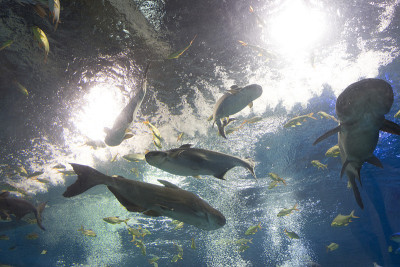 彩虹鲨鱼，湄公河巨型苏琪鲶鱼，水族馆里的鲶鱼