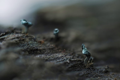 绿精灵杯(绿ciboria aeruginosa)是一种蘑菇在木材上