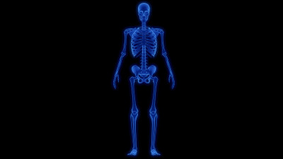 人体骨骼系统骨关节解剖学
