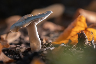 小白蘑菇站在茂密的森林地面上