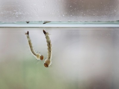 蚊子幼虫:幼虫在水中生长。变成一只蚊子。小儿暴发中的登革出血热。
