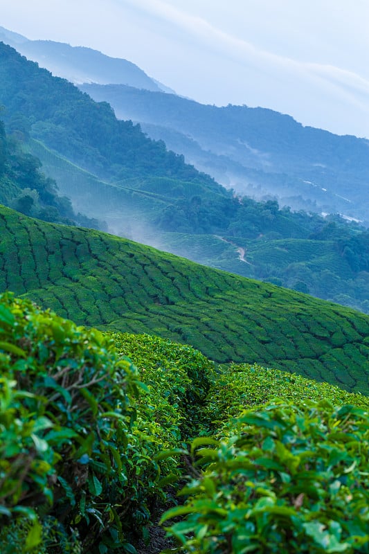 清晨薄雾中的卡梅伦高地茶园