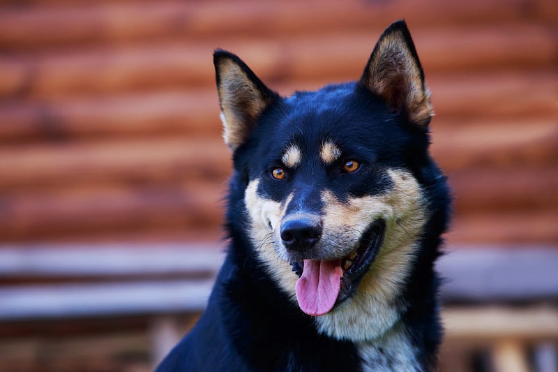 犬种东西伯利亚莱卡