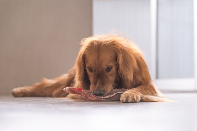 金毛猎犬在玩玩具