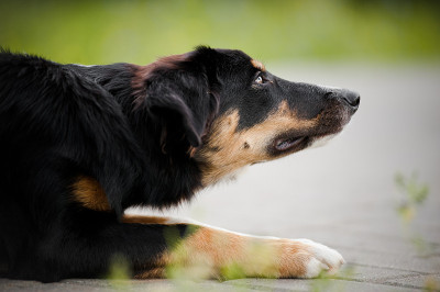 小狗边境牧羊犬肖像