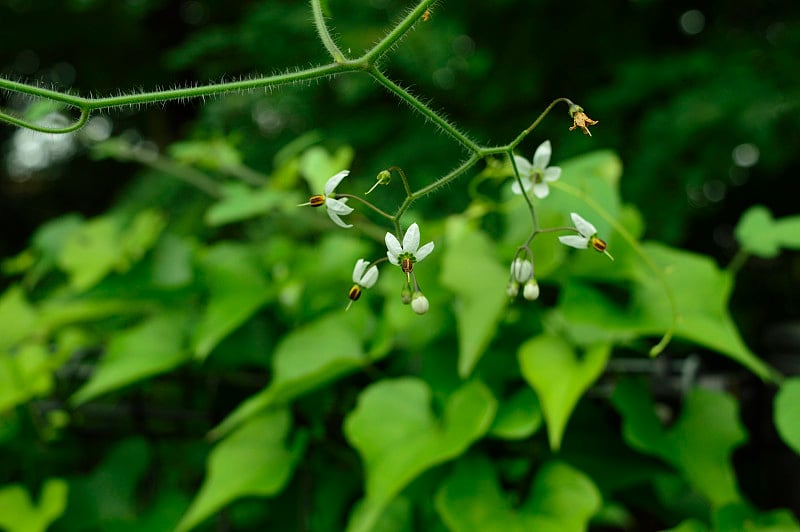 东京郊区的野生植物(Tamagajosui park, Kodaira, Tokyo 2020)