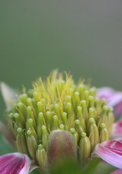 花粉
