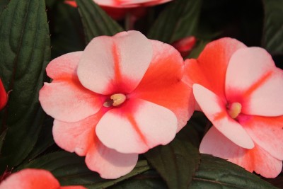 凤仙花的花