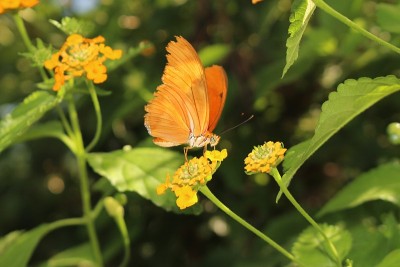 Julia Butterfly - Dryas Iulia