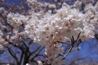 粉红色盛开的樱花，日本文化的春天