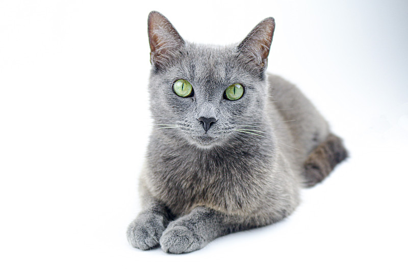 俄罗斯蓝猫工作室肖像