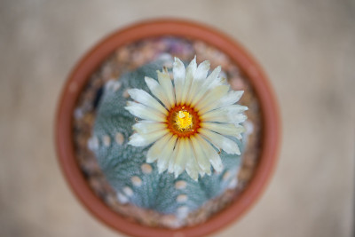 仙人掌的花