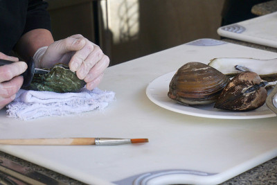 厨师准备海鲜，牡蛎，贝壳