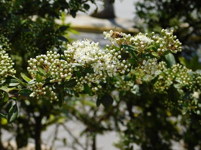 火刺花和蜜蜂