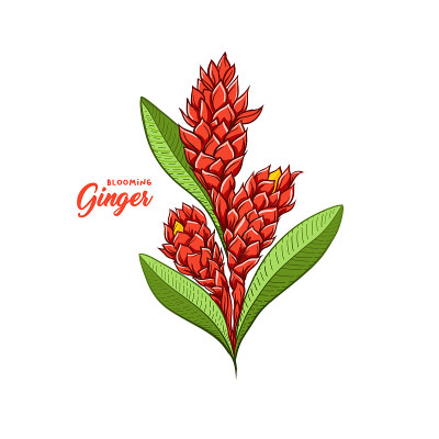 姜花开花植物香料。植物矢量图