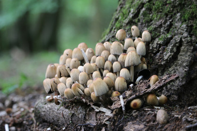 在树的底部有闪闪发光的墨水帽蘑菇