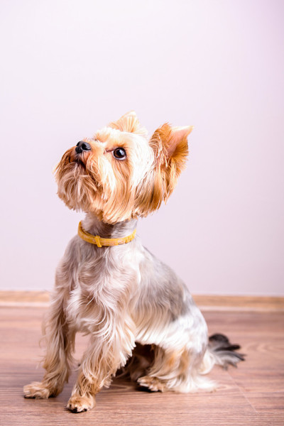 约克郡犬