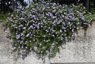 旋花植物sabatius花。