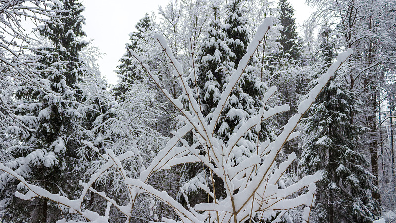 俄罗斯森林在霜冻的1月一天后遭遇了最强的暴风雪。