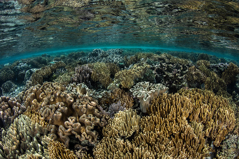 珊瑚海景