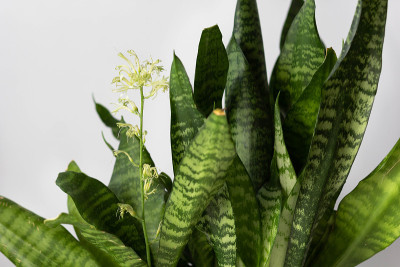 Sansevieria plant with blooming flower on the whit