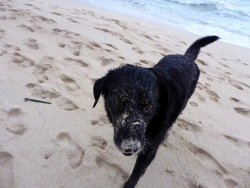 桑迪·布莱克猎犬在海滩上散步