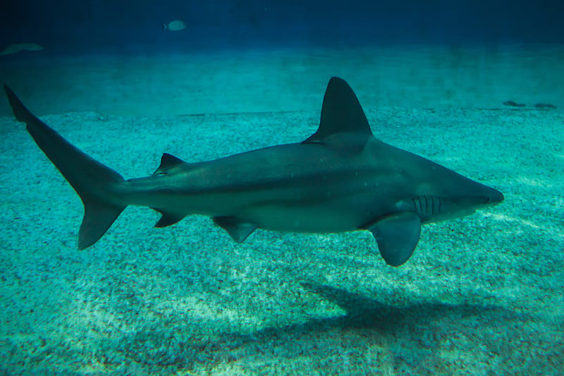 沙洲鲨鱼(Carcharhinus plumbeus)。