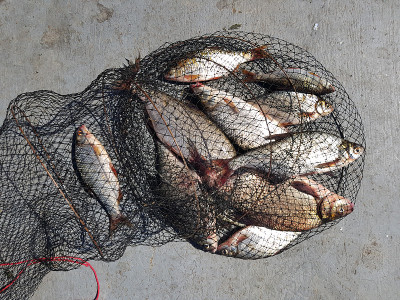 Fishing concept. Freshwater fish on keepnet with f
