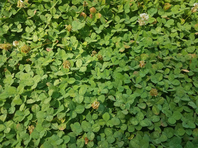 草坪上的绿色杂草