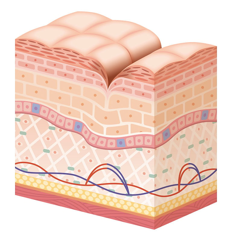 Cross section of the skin 8 No commentary