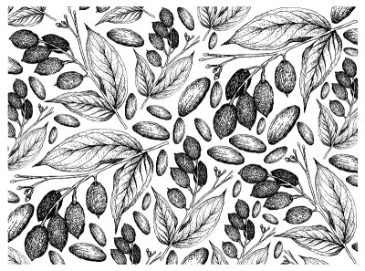 Hand Drawn of The Galip Nuts Background