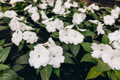 温室中的马达加斯加茉莉(Stephanotis floribunda)。