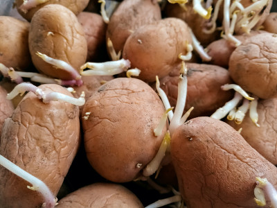 土豆和豆芽种植
