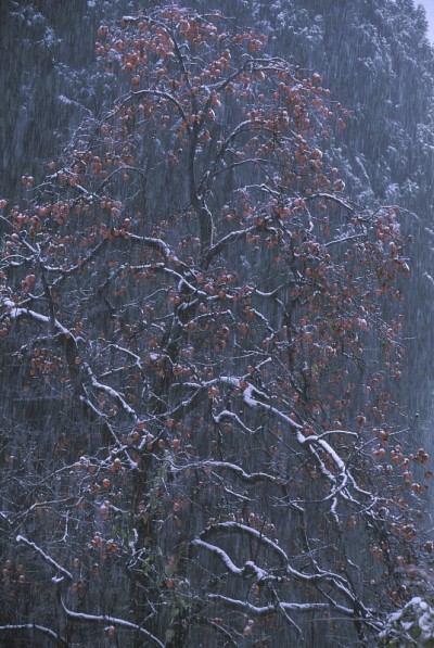 降雪