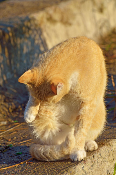 红猫出去打猎了。