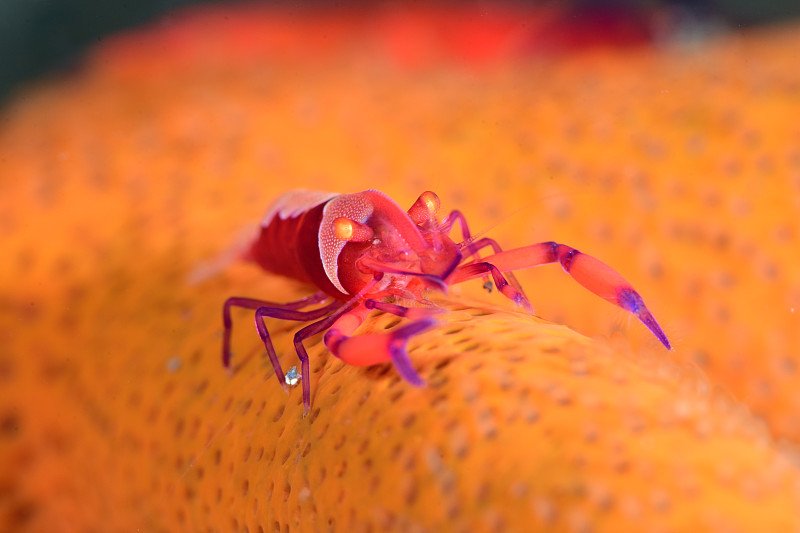 皇帝虾。