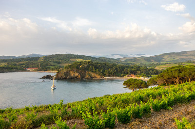 美丽的早晨，地中海沿岸的葡萄园