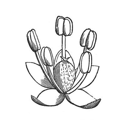仿古插图-花-单壳状花
