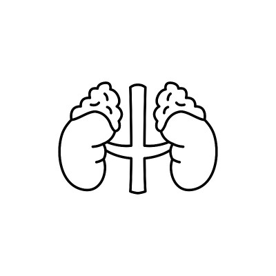人体器官肾上腺颜色线图标。象形文字网页，移动应用