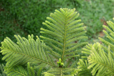 Araucaria松树