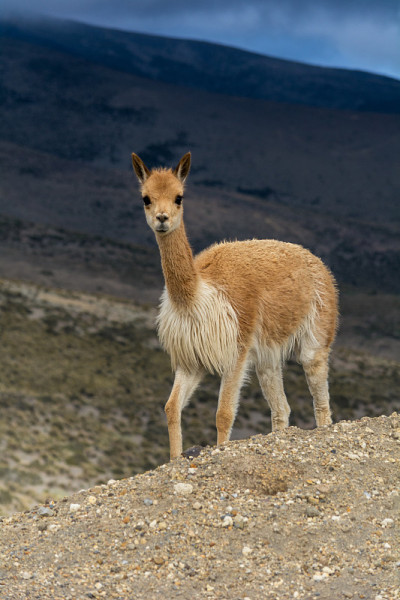 Vicuñas在厄瓜多尔国家公园